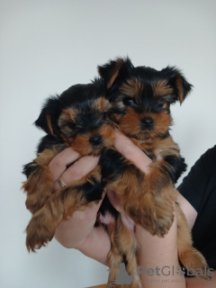 Photo №1. yorkshire terrier - for sale in the city of Košice | 329$ | Announcement № 129553