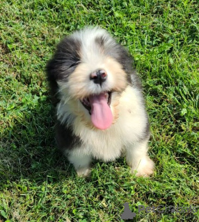 Photo №3. Bearded Collie puppies with outstanding personalities set to go now. United States