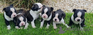 Photo №1. boston terrier - for sale in the city of Baden Baden | Is free | Announcement № 129965