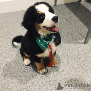 Photo №1. bernese mountain dog - for sale in the city of Zagreb | 317$ | Announcement № 80689