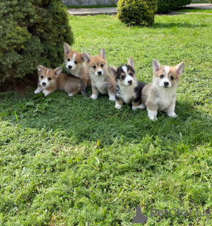 Photo №4. I will sell welsh corgi in the city of Tallinn. private announcement - price - 845$