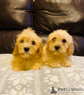 Photo №2 to announcement № 99279 for the sale of maltese dog - buy in Germany 