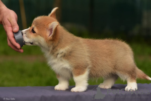 Photo №1. welsh corgi - for sale in the city of Моршанск | Is free | Announcement № 10603