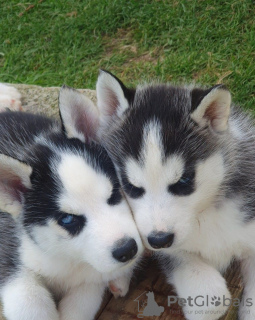 Photo №3. Siberian Husky-Welpen verfügbar. Australia