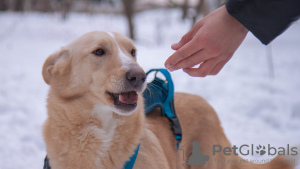 Additional photos: The dog is in good hands