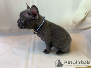 Photo №4. I will sell french bulldog in the city of Берлинген. private announcement - price - negotiated