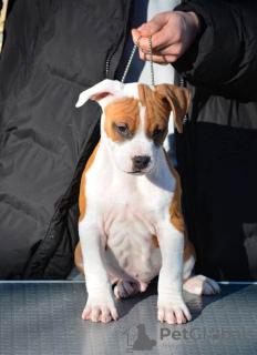 Photo №3. American Staffordshire Terrier puppies. Serbia