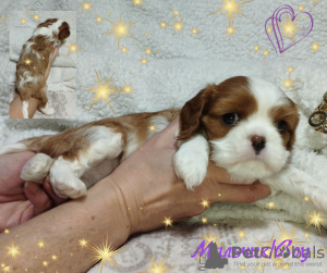 Additional photos: Cavalier King Charles Spaniel puppies