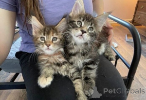 Photo №1. maine coon - for sale in the city of Hagenbach | 361$ | Announcement № 177535