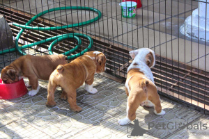 Photo №1. english bulldog - for sale in the city of Oetz | negotiated | Announcement № 91588