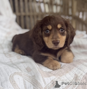 Photo №4. I will sell dachshund in the city of Brno. breeder - price - negotiated