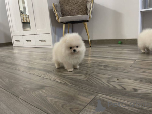 Photo №2 to announcement № 161540 for the sale of pomeranian - buy in Germany private announcement