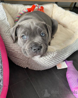 Photo №3. Staffordshire Bullterrier Welpen zu verkaufen. Austria