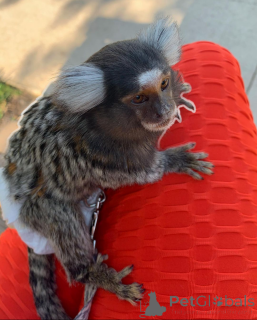 Photo №1.  - for sale in the city of Texas | Is free | Announcement № 161910