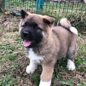 Photo №1. akita - for sale in the city of Asenovgrad | Is free | Announcement № 144502