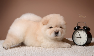 Photo №4. I will sell chow chow in the city of Murmansk. private announcement - price - 1220$