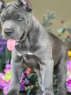 Photo №3. cane corso puppy. United States