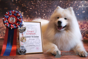 Photo №4. I will sell samoyed dog in the city of Krakow. breeder - price - 1882$