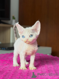 Photo №2 to announcement № 178109 for the sale of devon rex - buy in Poland breeder