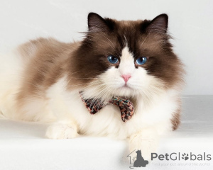 Photo №1. ragdoll - for sale in the city of Dalarö | negotiated | Announcement № 155563