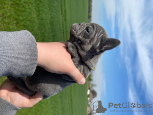 Photo №2 to announcement № 10258 for the sale of french bulldog - buy in United States 