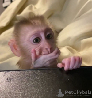 Additional photos: BEAUTIFUL BABY MONKEYS FOR SELL