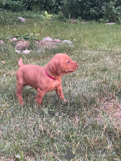 Photo №3. Champion class Hungarian Vizsla puppies. Latvia