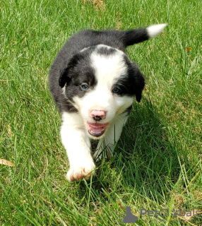 Photo №1. border collie - for sale in the city of Ingolstadt | Is free | Announcement № 105451