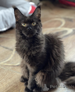 Photo №2 to announcement № 163182 for the sale of maine coon - buy in Germany breeder