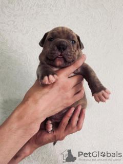 Photo №3. The American bully puppy reserve has been opened.. Russian Federation