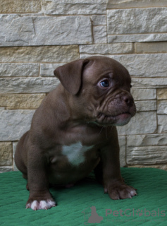 Photo №2 to announcement № 65525 for the sale of american bully - buy in Russian Federation breeder