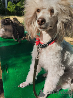 Photo №4. I will sell poodle (dwarf) in the city of Tiraspol. private announcement - price - negotiated