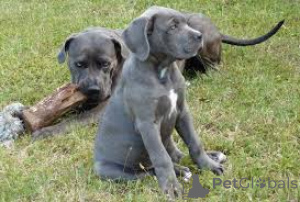 Photo №2 to announcement № 160951 for the sale of cane corso - buy in France private announcement, breeder