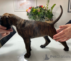 Photo №3. Brindle & Fawn Boxers for Sale.. Austria