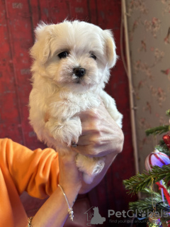 Photo №2 to announcement № 83602 for the sale of maltese dog - buy in United States private announcement
