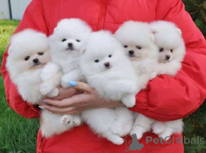 Photo №1. non-pedigree dogs - for sale in the city of Валлетта | 423$ | Announcement № 58288