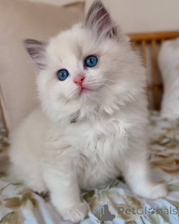 Photo №1. ragdoll - for sale in the city of Algermissen | negotiated | Announcement № 156527