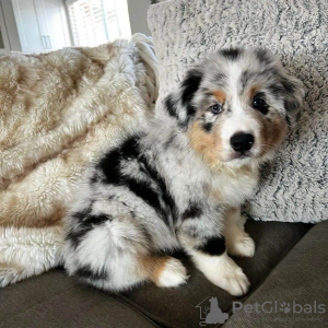 Photo №1. australian shepherd - for sale in the city of Дортмунд | 370$ | Announcement № 74423