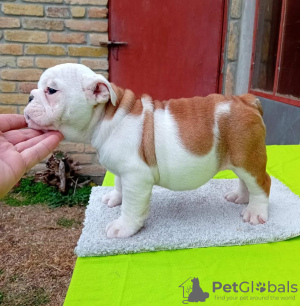 Additional photos: English bulldog