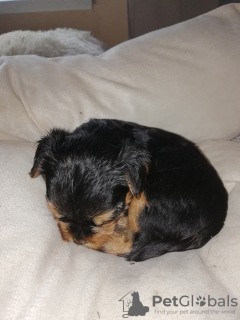 Additional photos: Baby-face Yorkie puppies are completely ready to go.