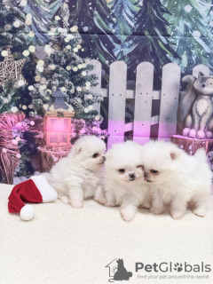 Additional photos: Super tiny snowballs Pomeranians