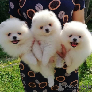 Photo №4. I will sell pomeranian in the city of Warsaw. private announcement, from nursery, from the shelter, breeder - price - negotiated