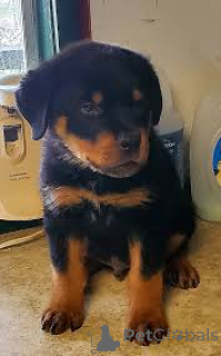 Photo №3. Rottweilerin pennut etsivät perhettä. Finland