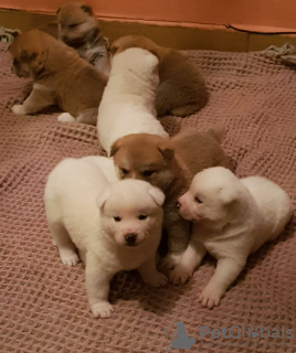 Additional photos: 8 Japanese Akita Inu Puppies - 6 Boys & 2 Girls