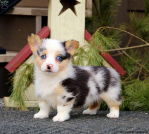Photo №3. We have 5 beautiful friendly KC registered Pembrokeshire Corgi puppies looking. United States