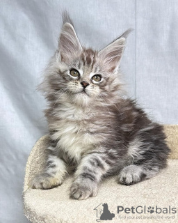 Photo №1. maine coon - for sale in the city of Berlin | negotiated | Announcement № 115136