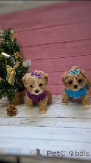 Photo №1. poodle (toy) - for sale in the city of Munich | 465$ | Announcement № 159054
