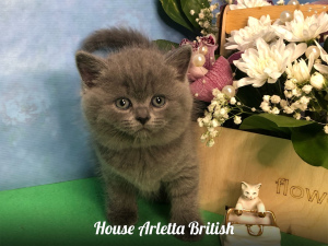 Photo №1. british shorthair - for sale in the city of Samara | 322$ | Announcement № 6074