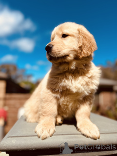 Photo №3. Golden retriever hearthcode. Canada