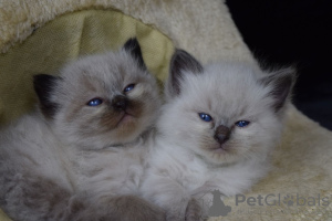 Photo №2 to announcement № 114601 for the sale of ragdoll - buy in Germany private announcement, breeder